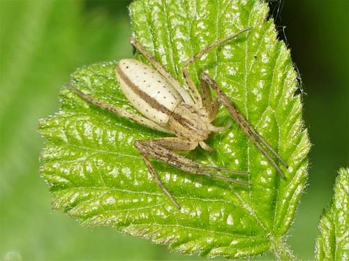 Réf. 281 009 : Tibellus sp.